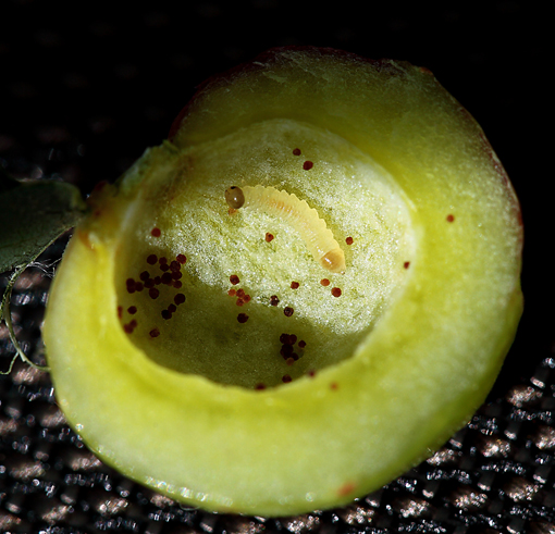 Tenthredinidae: galle di Pontania viminalis